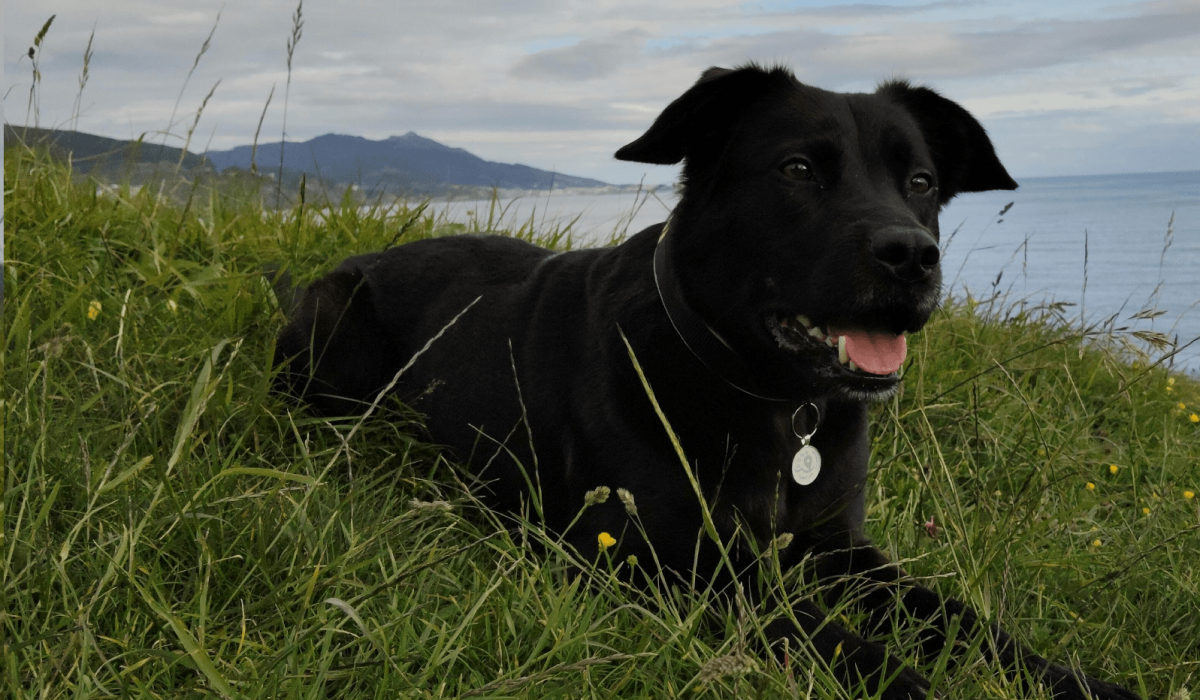 Localizar mascotas y ayuda para poder localizar con tu propio pet tag