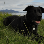 Localizar mascotas y ayuda para poder localizar con tu propio pet tag